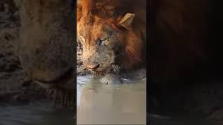 Turtle loves lion #shorts #viralshorts #turtle #lion #lionking