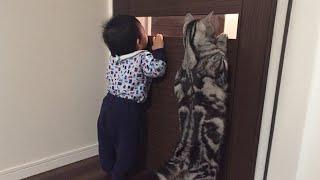 What Happends When Cute Cats Takes Care of Baby  Funny Cat Video 2024