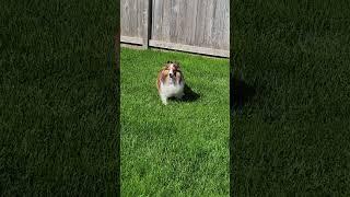 Lassie dog sitting
