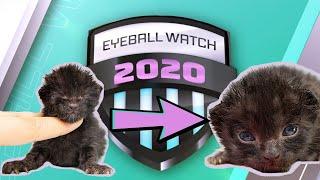 Eyeball Watch 2020: Official Kitten Championship