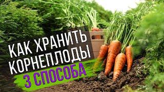 Хранение моркови и свеклы. Эксперимент с песком, опилками и пакетами