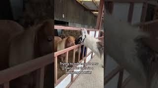 Pony meets Llama 