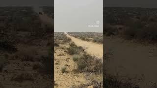 Raza Saeed's Nissan Tivara 5.7  At CDR 23  #trendingshorts #shortvideo #cholistandesertrally