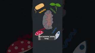 Tardigrades: Exploring Their Genetic Secrets  | Genes in Action