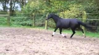 4y old dressage mare