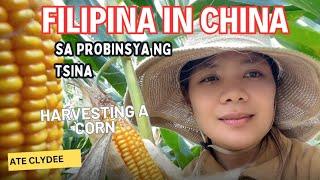 SA PROBINSYA NG TSINA/ Life in China/Harvesting a Corn