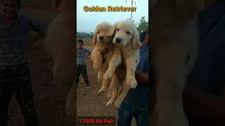 Golden Retriever Puppies For Sale | Male-Female Pair Only 17000 Rs | Yavatmal | Whatsapp  9309754275
