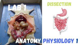 Dissection, Body Parts, Quick Overview of the Organs