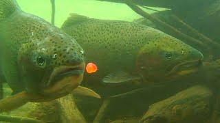 STEELHEAD SPECIAL - UNDERWATER VIDEO