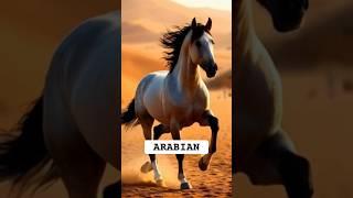 THE ARABIAN HORSE || BEST HORSE BREEDS IN THE WORLD PART 1 #horse #arabian #animals