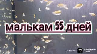 нерест Астронотусов Оскар. и поднятие мальков до 70 дней.