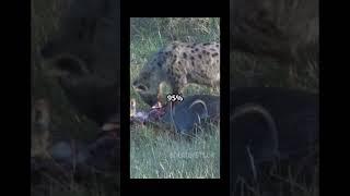 Like and subscribe! #love #hyena #animallife #animals #dog #puppy #cute #fun #funny #interesting