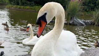 Swan family of 7 on a rainy day - Molly’s duckling at end