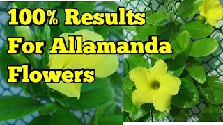 Allamanda फूल नहीं दे रहा है तो यह वीडियो ज़रूर देखिए How to Get More Flowers on Allamanda