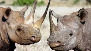 SAFARI LEWA ep.8 "Bowling Rhinos?"