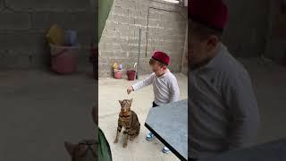 ХАСБИК И КОШКА БОЙ ЗА ТИТУЛ #shorts #хасбик #tiktok #trending