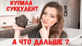 Что делать с суккулентом после покупки | Пересадка суккулентов