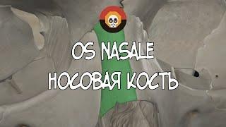 Носовая кость (os nasale) 3D Анатомия