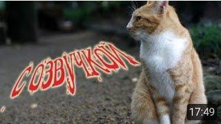 Приколы с озвучкой! Смешные коты 2018! ПОПРОБУЙ НЕ ЗАСМЕЯТЬСЯ!