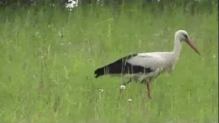 White Stork makes prey (Ciconia ciconia) Storch