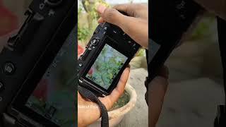 shoot a beautiful flowers vase 🪴by Nikon z50।। Nutcut Raju।।#shorts #viral #shortsvideo #trending