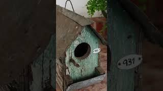 Carl D’Aquino Takes Us on a Tour of His "Bird Condominiums"