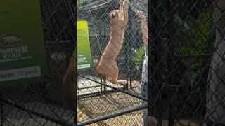 Worlds Rarest Cats Feeding Time 