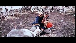 Laplander Reindeer Castration