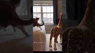 dancing cat twerking with giraffe  while twinnem by coi Leray