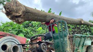 Agricultural vehicle carrying wood, girl's skill of digging wood with her ears