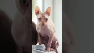 "Top Hairless Cat Breeds: Discover These Unique Feline Friends!"