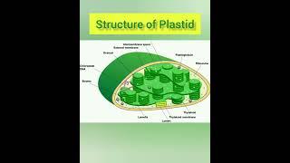 plastid & their types ||Plastids Structure and Function & Diagram ||Plastids Diagram ||It's miracle