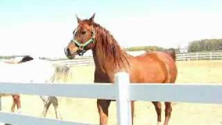 Horse Behavior: Dominance Hierarchy