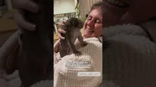 Saving Baby Wombats 
