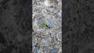 Cam taşıyan karınca