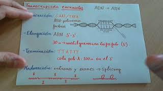 Transcripción del ADN en eucariotas