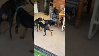 Pack of German Pinschers playing.
