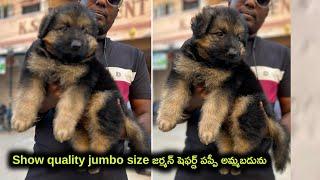 show quality German shepherd puppy for sale in telugu/ 81438 85441 /aj pets