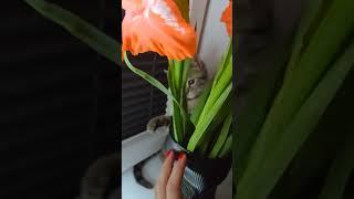 "Я? Цветок тронула? Да вы что!" #shorts #short
