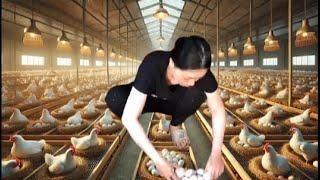 thousands of egg-laying chickens and the young farm owner