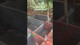 Pembuatan Kolam Kura Air #kurakura #kurakurabrazil #sulcata