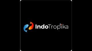 Insider look at Indotropika - Indonesia's Global Wholesale Ornamental Fish Exporter!