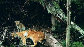 Lynx family life in the tree fall