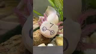 Какие виды аксолотлей существуют #аксолотль #axolotl