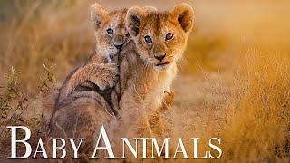 Baby Animals 4K Relaxation Film with Relaxing Music, Emotional Piano Music, Animal Sounds