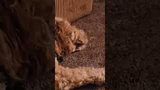 What is my DOG DREAMING about?? #shortvideo #shorts #short