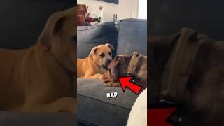 This Dog Can Easily Understand Humans