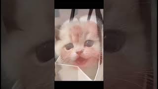 cute cat #shortvideo #cat #catlover #cute #pet #funny #animal #funnyvideo #fun#funblog#cats