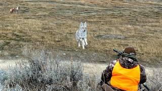 Coyote Hunting: Heart-Pounding Close-Up Action In 4k | New Fall 2024