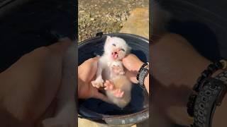 Cute kitten first bath very cute  #cat #kitten #kucinglucu #catlovers #funny